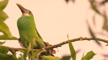Avokado ağacına tünemiş egzotik, beyaz boğazlı bir Toucanet gövdesini ve tüylerini uzatır. Orta Kolombiya 'nın doğu And Dağları' ndaki bir ormanda yavaş çekim sekansı yakalanır..