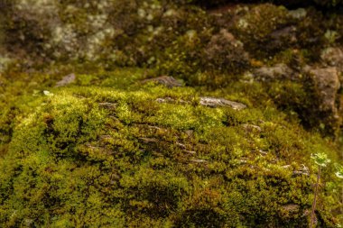 Sabahın ilk ışıklarıyla yosun kaplı büyük bir kaya Orta Kolombiya 'nın doğu Andean dağlarında Iguaque doğal rezervi yakınlarındaki bir ormanda.