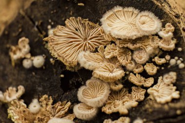 Çürük bir dalın ucunda büyüyen çok küçük kabuklu istiridye mantarı kolonisi Orta Kolombiya 'nın doğu And Dağları' ndaki bir ormanda ele geçirilen makrofotografı istifledi.