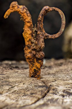 Paslı yıpranmış bir kütük üzerinde makas; merkezi Kolombiya 'nın doğu Andean dağlarında Iguaque doğal rezervi yakınlarındaki bir çiftlikte ele geçirilen odaklanmış makrofotografi.
