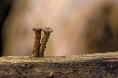 Tahtaya çivilenmiş iki paslı çivi; Orta Kolombiya 'nın doğu Andean dağlarında Iguaque doğal rezervi yakınlarındaki bir çiftlikte ele geçirilen makrofotoğrafçılık yığını..