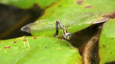 Mavi gözlü yusufçuk bir su birikintisi üzerinde, yavaş çekim sekansı Orta Kolombiya 'nın doğu Andean dağlarında, Iguaque doğal rezervi yakınlarında..