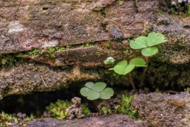 Orta Kolombiya 'nın doğu Andean dağlarında, Villa de Leyva kasabası yakınlarındaki bir çiftliğin kaldırımında üç yonca büyüyor..