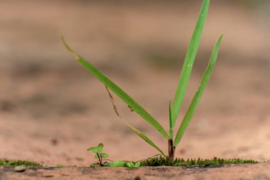 Kolombiya 'nın orta kesimindeki And Dağları' nın doğusundaki Villa de Leyva kasabası yakınlarındaki bir evin bahçe terasında, üzerinde küçük bir tırtıl bulunan fayanslı zeminin betonunda çimenler büyüyor..