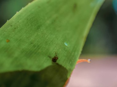 Kara salyangozunun gözü, bromeliad yaprağının arkasında Orta Kolombiya 'nın doğu Andean dağlarında Iguaque doğal rezervi yakınlarındaki bir bahçede makrofotografi çekimini gösteriyor..
