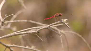 Kolombiya 'nın orta kesimindeki And Dağları' nın doğusundaki Villa de Leyva kasabası yakınlarındaki bir çiftlikte ölü bir ağ üzerinde dinlenen kardinal çayır yusufçuğu..