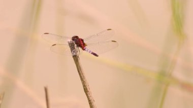Orta Kolombiya 'nın doğu And Dağları' ndaki Villa de Leyva kasabası yakınlarındaki bir çiftlikte gölün bulanık suları üzerinde bir pipetin üzerinde dinlenen bir eritroplaks melanorubra ejderhası..