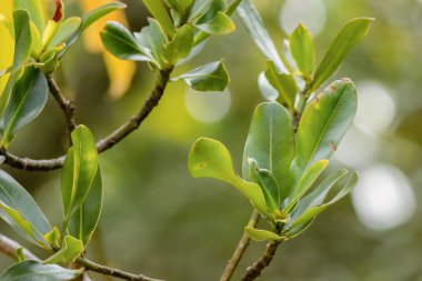 Orta Kolombiya 'nın doğu Andean dağlarında Villa de Leyva kasabası yakınlarındaki bir ormandaki egzotik migren guianensis ağacının yaprakları..