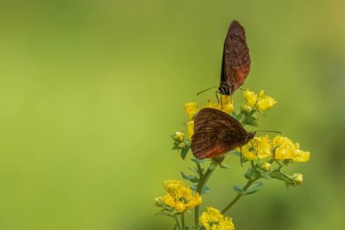 Kolombiya 'nın orta kesimindeki And Dağları' nın doğusundaki Villa de Leyva kasabası yakınlarındaki bir bahçede çiçek tarhından beslenen iki montagna dağı satir kelebeği..