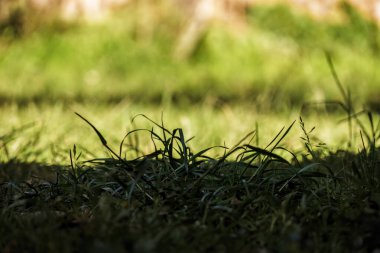 Çimlerin gölgesi güneşli bir öğleden sonra, doğu Andean dağlarında bir çiftlik evinin bahçesinde Orta Kolombiya 'nın Villa de Leyva kasabası yakınlarında..