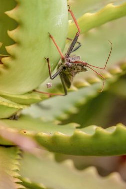 Aloe şamdan yaprağında sürünen büyük bir tekerlek böceği, Orta Kolombiya 'nın doğu And Dağları' ndaki bir bahçede yakalanan makrofotoğrafçılık..