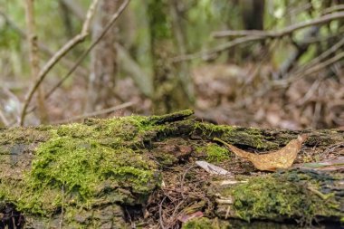 Kolombiya 'nın orta kesimindeki And Dağları' nda Villa de Leyva kasabası yakınlarındaki bir ormanda yosun ve kurumuş yapraklarla kaplı çürüyen bir kütük..