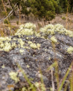 Yosun, Orta Kolombiya 'nın doğu Andean dağlarında yer alan Cucaita kasabasının kenar mahallelerinde yer alan Pena Parida' nın dik tepesindeki kayaları kapladı..