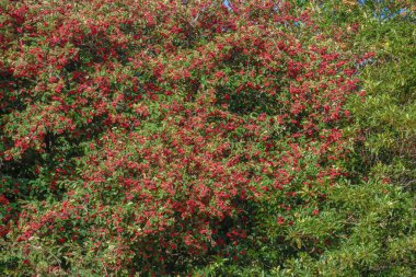 Orta Kolombiya 'nın doğu And Dağları' ndaki Sora kasabasındaki bir bahçede, öğleden sonra güneşiyle aydınlanan böğürtlenlerle dolu tropikal bir kotonatör ağacı..