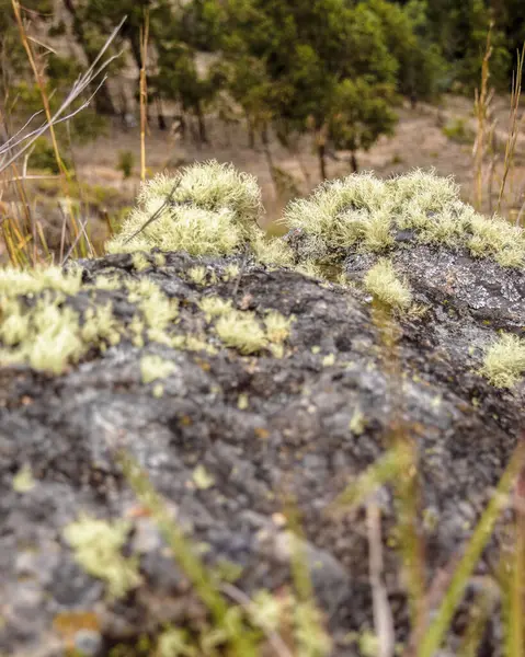 Yosun, Orta Kolombiya 'nın doğu Andean dağlarında yer alan Cucaita kasabasının kenar mahallelerinde yer alan Pena Parida' nın dik tepesindeki kayaları kapladı..