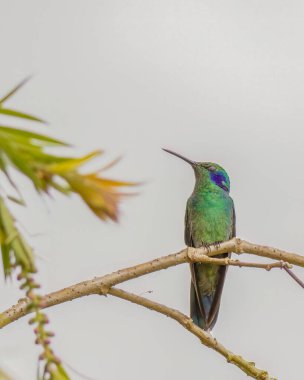 Daha az menekşe renkli bir sinekkuşu, öğleden sonra, Orta Kolombiya 'nın doğu And Dağları' ndaki Villa de Leyva kasabası yakınlarındaki bir ormanda bir kızılderili dalına tünemişti..