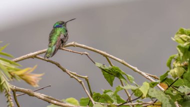 Daha az menekşe renkli bir sinekkuşu, öğleden sonra, Orta Kolombiya 'nın doğu And Dağları' ndaki Villa de Leyva kasabası yakınlarındaki bir ormanda bir kızılderili dalına tünemişti..