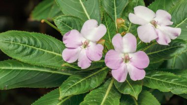 Orta Kolombiya 'nın doğu Andean dağlarında, Villa de Leyva kasabası yakınlarındaki bir bahçede yetişen sağlıklı bir bitkide yetişen üç fakir adamın rhododendron çiçekleri..
