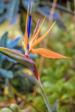 Orta Kolombiya 'nın orta kesimindeki Villa de Leyva kasabası yakınlarındaki Andean dağlarında yeşil bulanık bir arka planda çiçek açan bir cennet kuşunun görüntüsü..