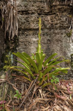 Bir okaliptüs ormanının zemininde, Orta Kolombiya 'nın doğu kesimindeki Andean dağlarında, Cucaita kasabası yakınlarındaki büyük bir taş duvara karşı büyüyen bir tilmekte olan bir tilt bitkisi..