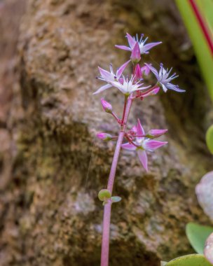 Kolombiya 'nın orta kesimindeki Andean dağlarında, Villa de Leyva köyünün yakınlarındaki bir bahçede, bir kayanın üzerinde çiçek açan küçük bir peri kıtırı..