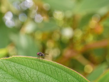 And prenslerinin yaprağının kıyısında, Orta Kolombiya 'nın doğu Andean dağlarında Iguaque doğal rezervi yakınlarındaki bir ormanda uçan bir ev..