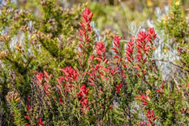 Orta Kolombiya 'nın doğu And Dağları' ndaki Cucaita köyü yakınlarındaki bir ormanda günbatımı ışığıyla aydınlatılan bir Hint boya fırçası bitkisi.