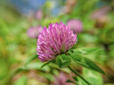 Yan taraftaki kırmızı yonca, geniş açılı bir görüntü Orta Kolombiya 'nın doğu Andean dağlarında, Iguaque doğal rezervi yakınlarında bir çiftlikte çekildi..