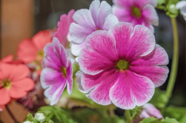 Kolombiya 'nın orta kesimindeki And Dağları' nın doğusundaki Villa de Leyva kasabasının yakınlarındaki bir evde, pencereye karşı kil bir kazanda büyüyen çok renkli zehirli çuha çiçeği..