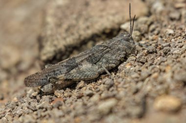 Orta Kolombiya 'nın doğu Andean dağlarında, Cucaita köyünün yakınlarındaki bir ormanda, çakıl zeminde iyi kamufle edilmiş, boğazlı bir çekirge..