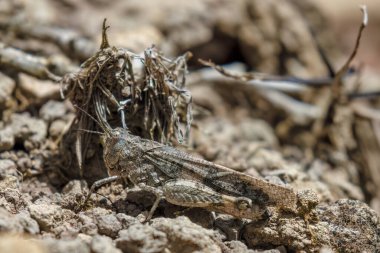 Orta Kolombiya 'nın doğu Andean dağlarında, Cucaita köyünün yakınlarındaki bir ormanda, çakıl zeminde iyi kamufle edilmiş, boğazlı bir çekirge..