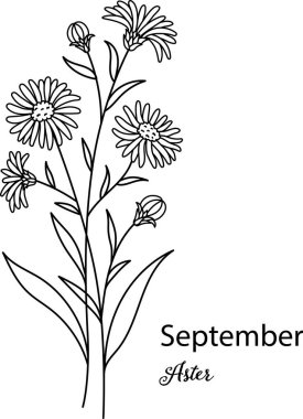 Birth month flower of September is Asterflower for printing engraving, laser cut, coloring and so on. Vecter illustration. clipart