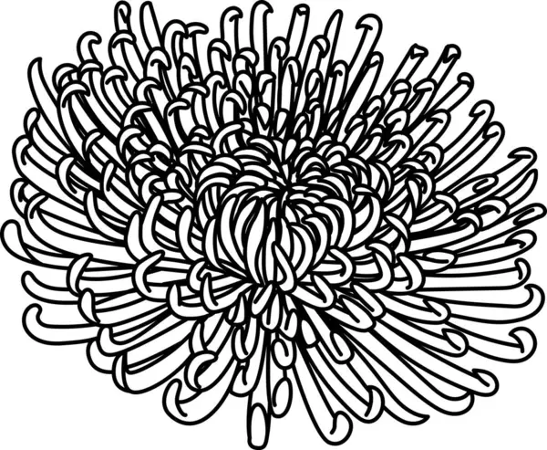 Chrysanthemums Anastasia Flower Printing Engraving Laser Cut Coloring Vecter Illustration — Stock Vector