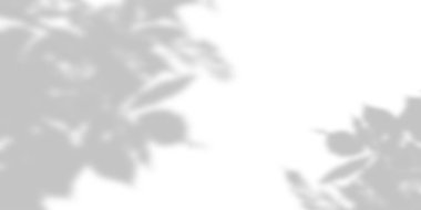 Beyaz duvar arkaplanı ve ağaç yumuşak gölgeler bırakır. Doğal desen, gri gölge. Boşluğu kopyala