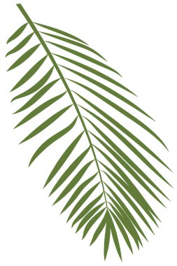 Tek tropik doğal yaprak. Beyaz arka planda izole edilmiş palmiye yaprağı. Basit düz ve eğri lea