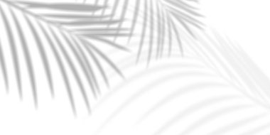 Palmiye yapraklarının soyut arkaplanı ya da Hindistan cevizi yapraklarının gradyanı. Doğal desen. Yumuşak gri gölge. Jpg ve kopyalama alanı olan beyaz arkaplan