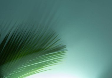 Hareket bulanık arkaplan. Tropik doğal yapraklar ve gölge. Bulanık arkaplanda palmiye yaprağı izole