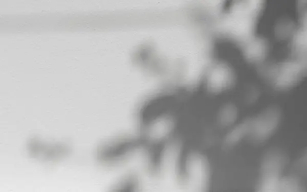 Tropik doğal yaprakların yumuşak gölgesi. Beyaz çimento arkaplanda ağaç yaprakları izole