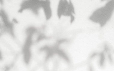 Ağaç yapraklarının bulanık ve eğimli arkaplanı. Doğal desen, gri gölge. Boşluğu ve beyaz beton duvar arkaplanını kopyala