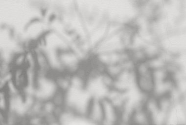 Ağaç yapraklarının bulanık ve eğimli arkaplanı. Doğal desen, gri gölge. Boşluğu ve beyaz beton duvar arkaplanını kopyala