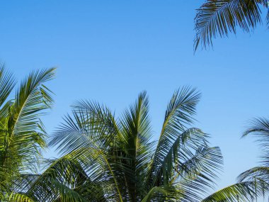 Bulutsuz ve hindistan cevizi yapraklı mavi gökyüzü arkaplanı ve boşluk kopyala