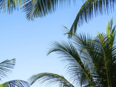 Bulutsuz mavi gökyüzü arkaplanı ve palmiye yaprakları ve kopyalama alanı