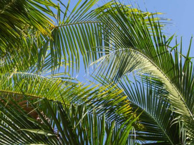 Bulutsuz ve hindistan cevizi ağaçlı mavi gökyüzü arkaplanı ve kopyalama alanı