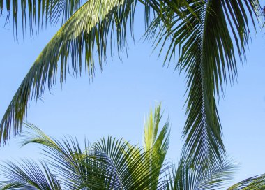 Bulutsuz ve hindistan cevizi yapraklı mavi gökyüzü arkaplanı ve boşluk kopyala