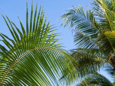 Bulutsuz ve hindistan cevizi yapraklı mavi gökyüzü arkaplanı ve boşluk kopyala