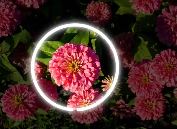 Neon ışığı kırmızı çiçek ve koyu arkaplan ile parlıyor ve daire şeklinde.