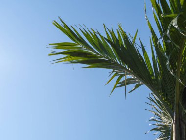 Bulutsuz mavi gökyüzü arkaplanı ve palmiye yaprakları ve kopyalama alanı