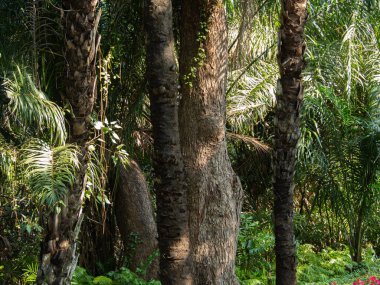 Ağaç gövdeleri ve çimenler, ormandaki palmiyeler