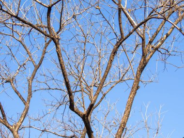 Yapraksız ya da dökülen yapraklar Mavi gökyüzü arkaplanı ve kopyalama alanı