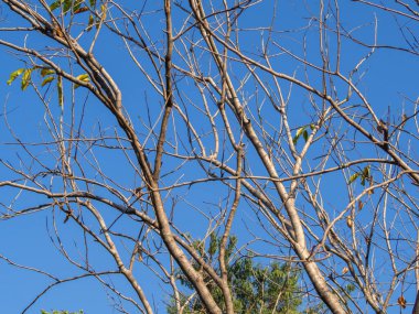 Yapraksız ya da dökülen yapraklar Mavi gökyüzü arkaplanı ve kopyalama alanı
